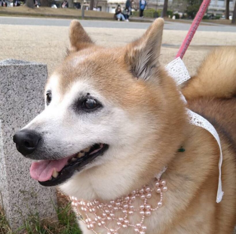 こころみたすペット思い出セレモニーにて葬儀したペットちゃん | 華ちゃん