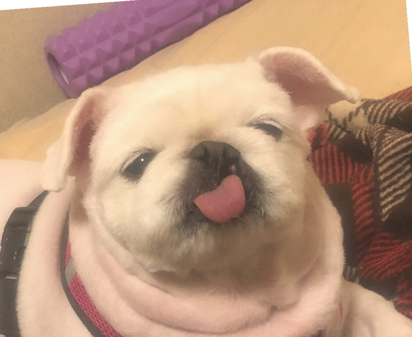 こころみたすペット思い出セレモニーにて葬儀したペットちゃん | ペケちゃん