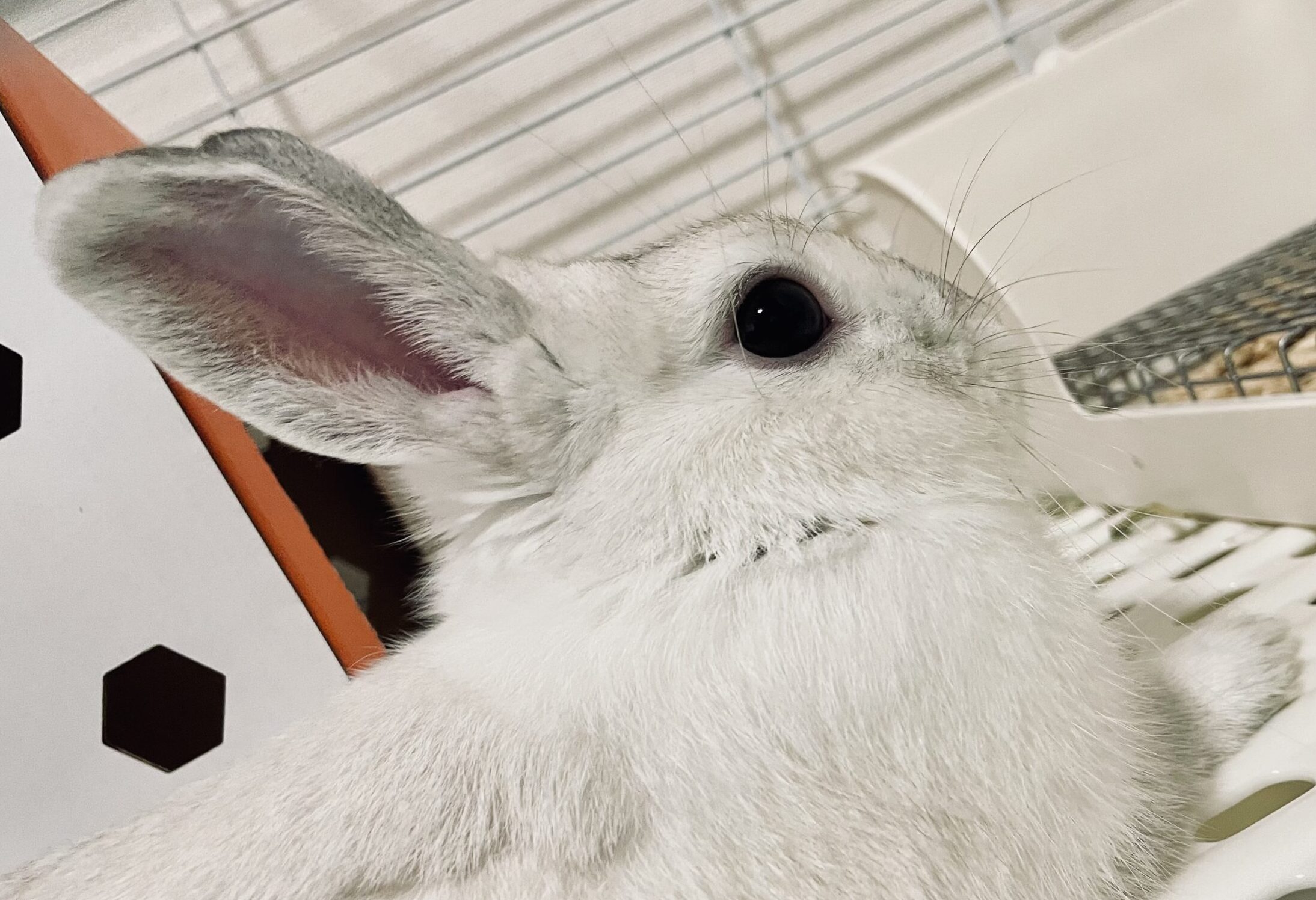 こころみたすペット思い出セレモニーにて葬儀したペットちゃん | ジュリーくん