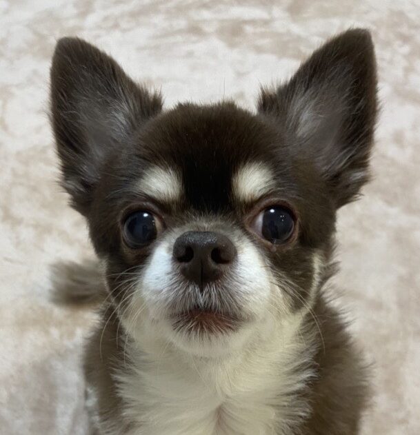 こころみたすペット思い出セレモニーにて葬儀したペットちゃん | ハクくん