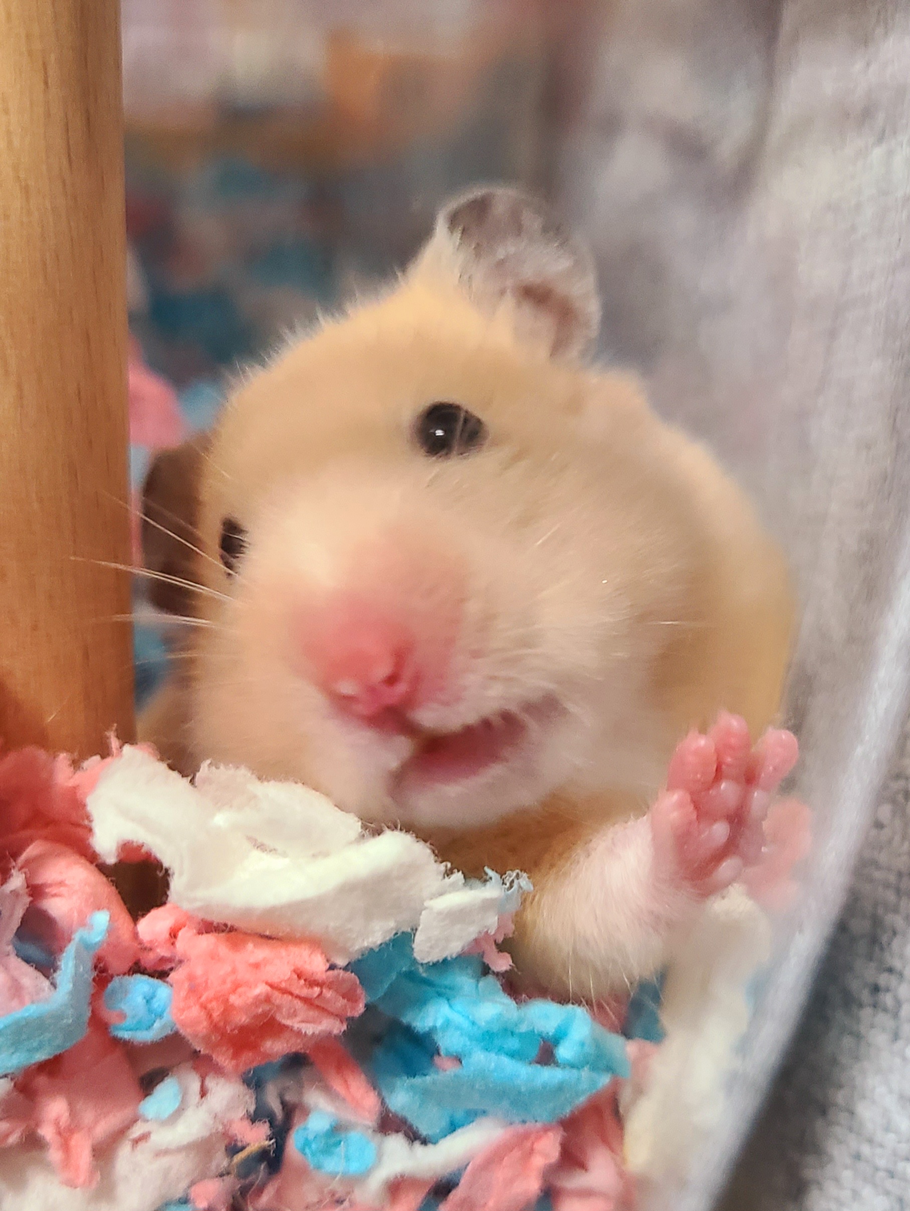 こころみたすペット思い出セレモニーにて葬儀したペットちゃん | ぺぺちちゃん