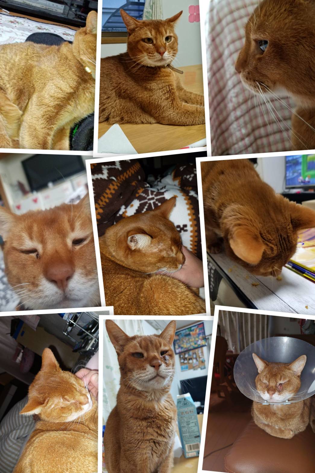 こころみたすペット思い出セレモニーにて葬儀したペットちゃん | あずきくん