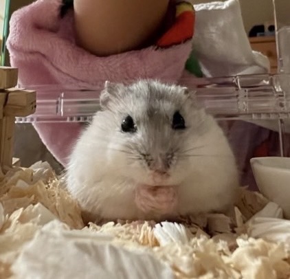 こころみたすペット思い出セレモニーにて葬儀したペットちゃん | マロンちゃん