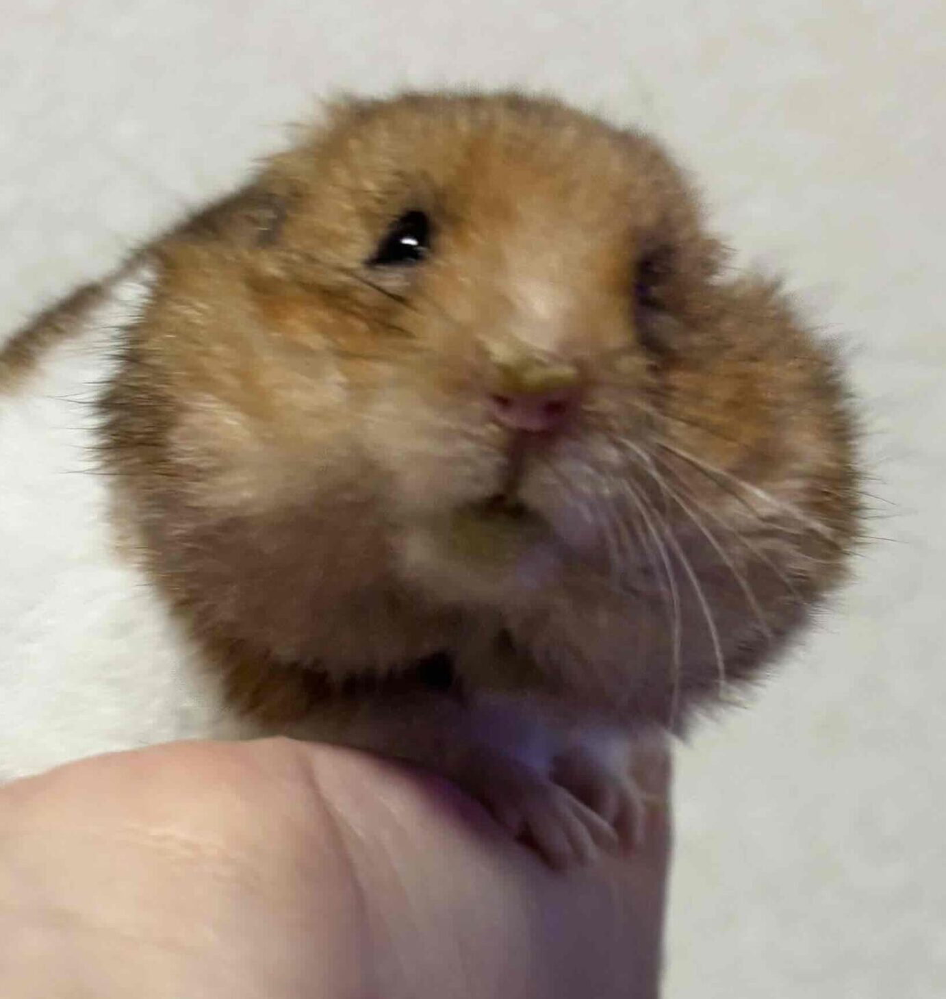 こころみたすペット思い出セレモニーにて葬儀したペットちゃん | チャ－シュ－くん