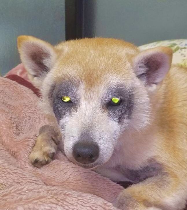 こころみたすペット思い出セレモニーにて葬儀したペットちゃん | ぼたんちゃん