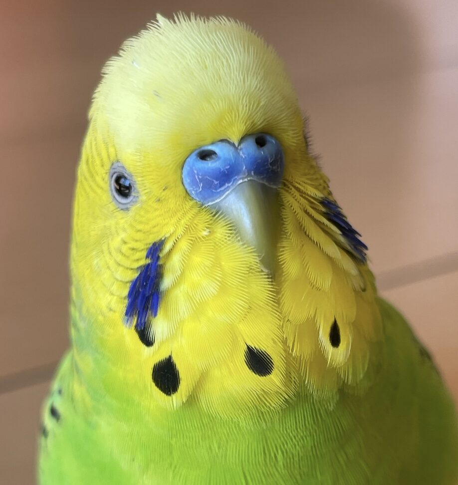 こころみたすペット思い出セレモニーにて葬儀したペットちゃん | チヤくん