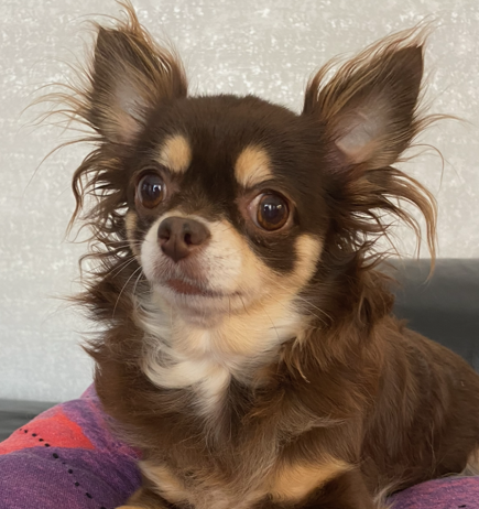 こころみたすペット思い出セレモニーにて葬儀したペットちゃん | パフェちゃん