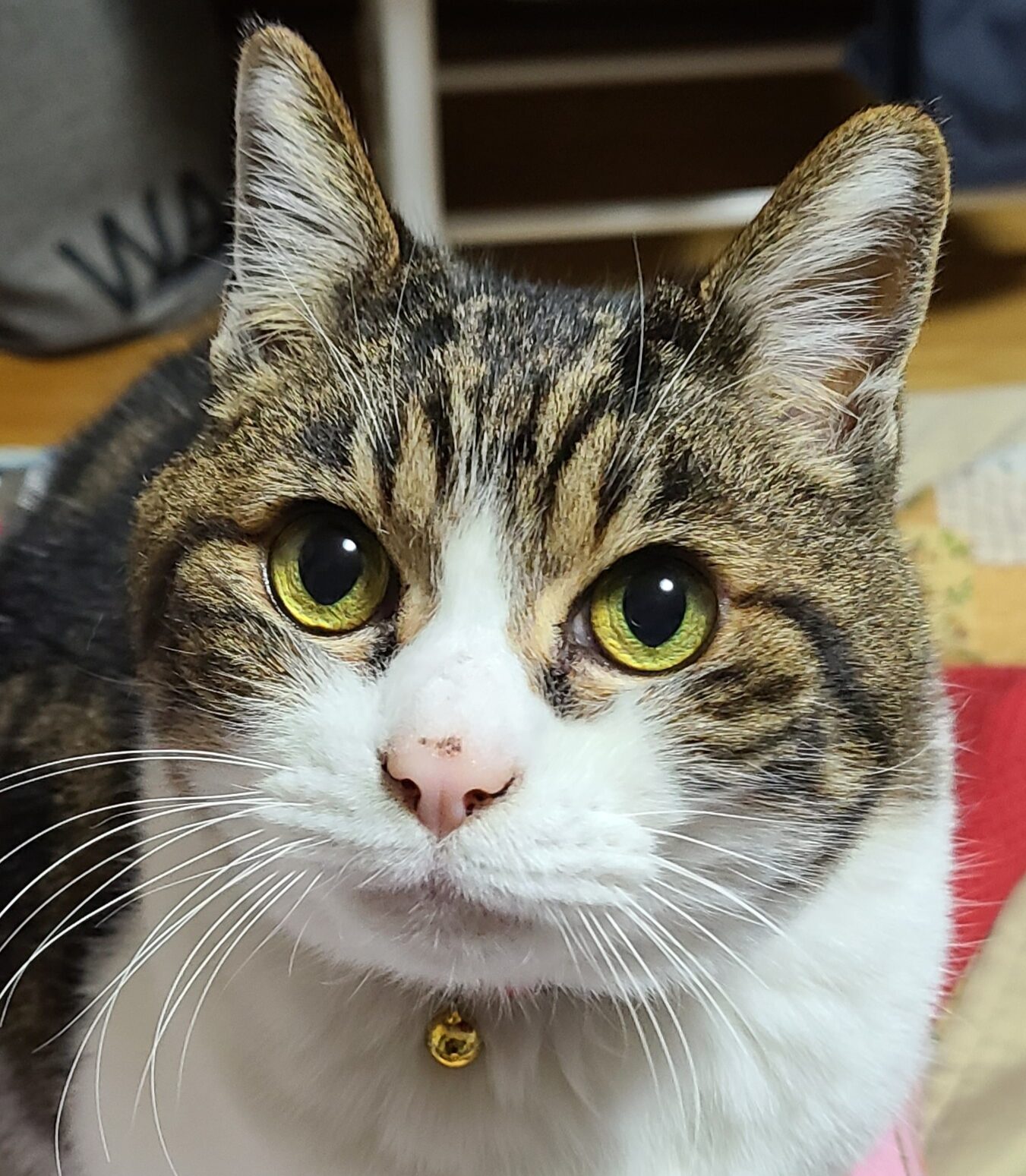 こころみたすペット思い出セレモニーにて葬儀したペットちゃん | てつくん