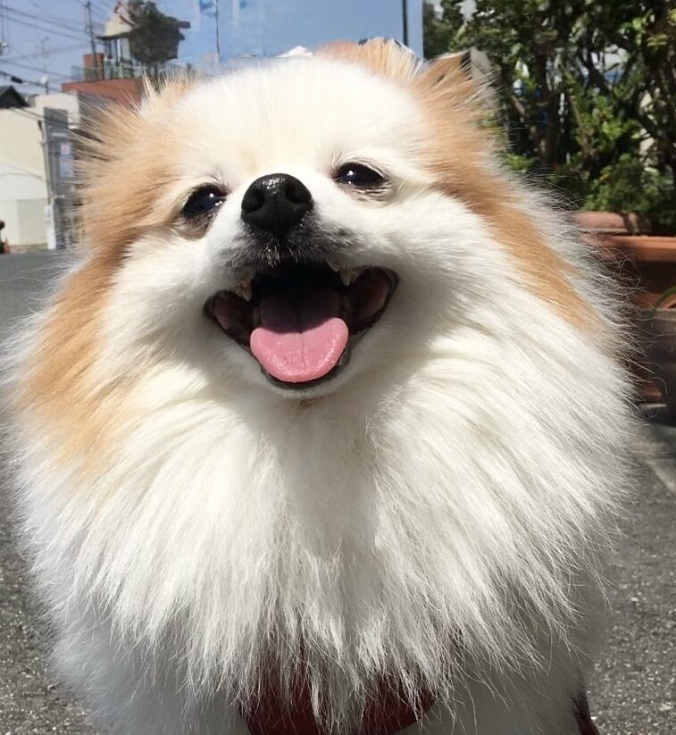 こころみたすペット思い出セレモニーにて葬儀したペットちゃん | ぽぽちゃん