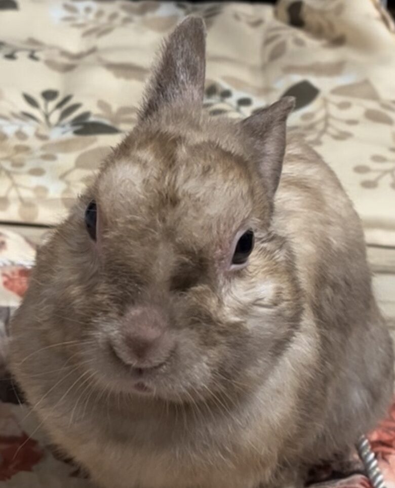 こころみたすペット思い出セレモニーにて葬儀したペットちゃん | 梅くん