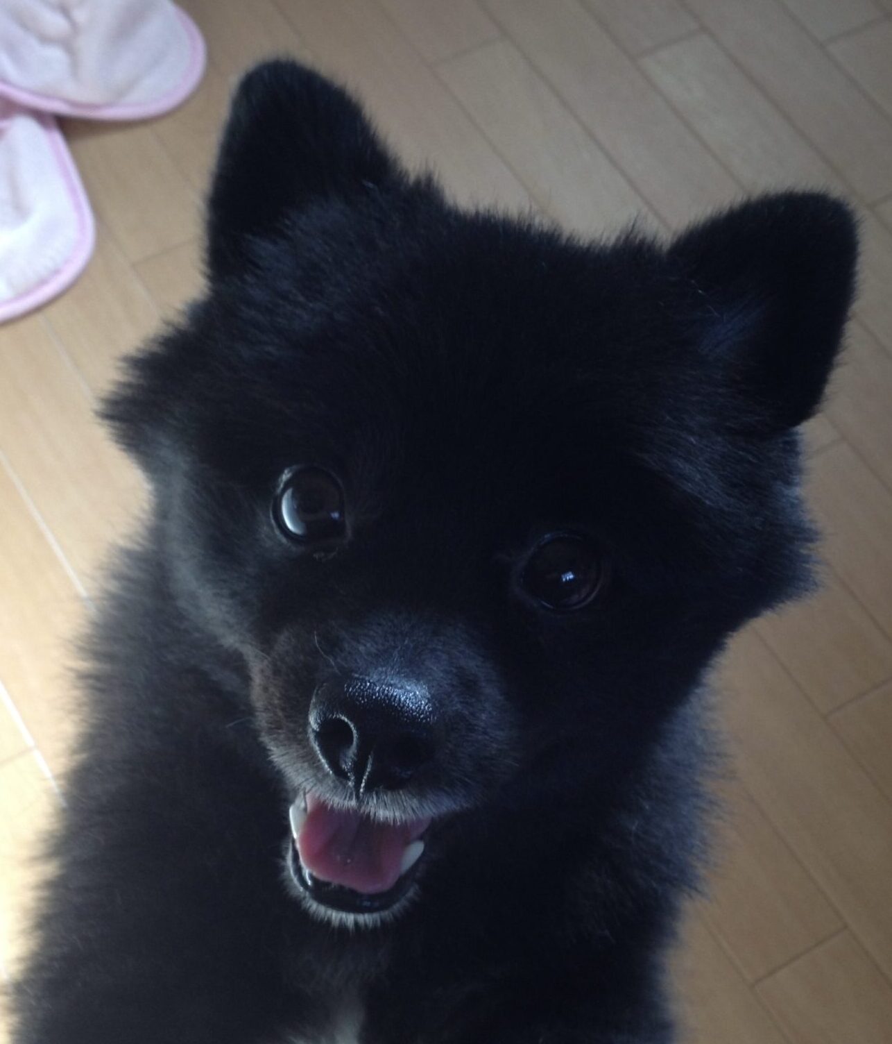 こころみたすペット思い出セレモニーにて葬儀したペットちゃん | くうちゃん