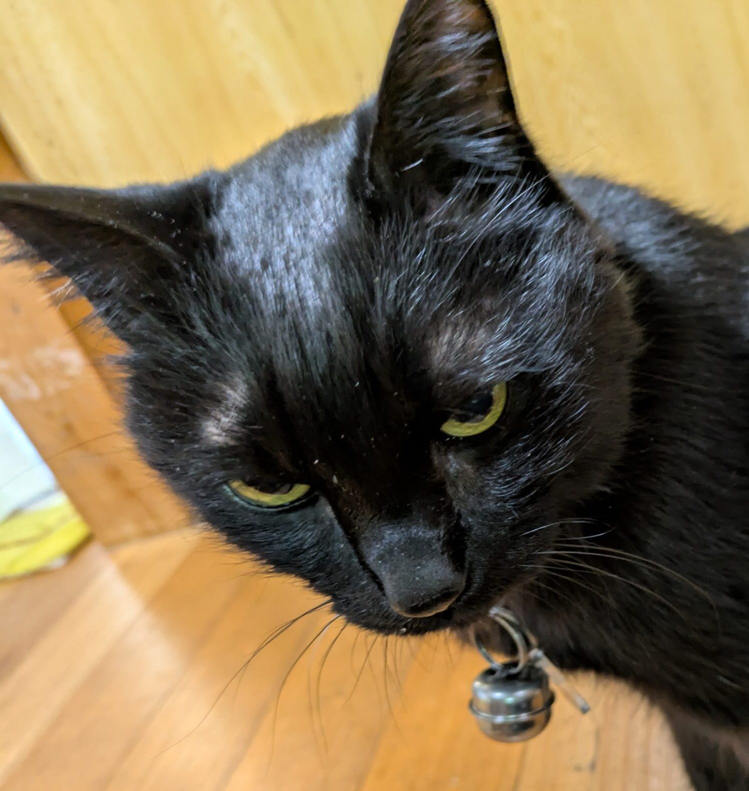 こころみたすペット思い出セレモニーにて葬儀したペットちゃん | クロくん