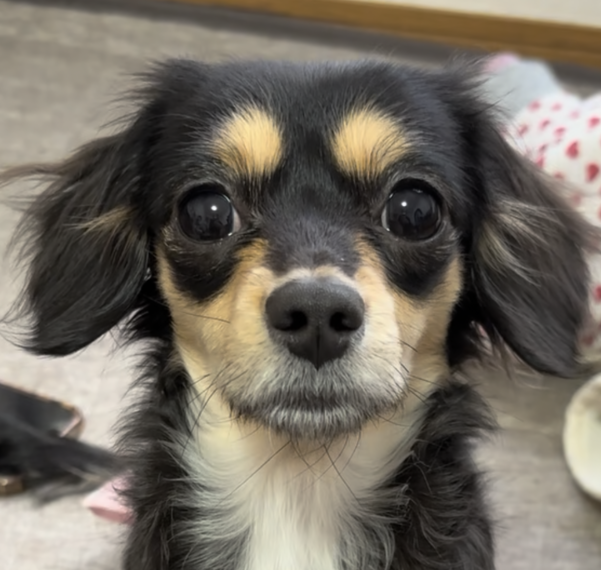 こころみたすペット思い出セレモニーにて葬儀したペットちゃん | はなちゃん