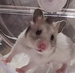 こころみたすペット思い出セレモニーにて葬儀したペットちゃん | あめちゃん