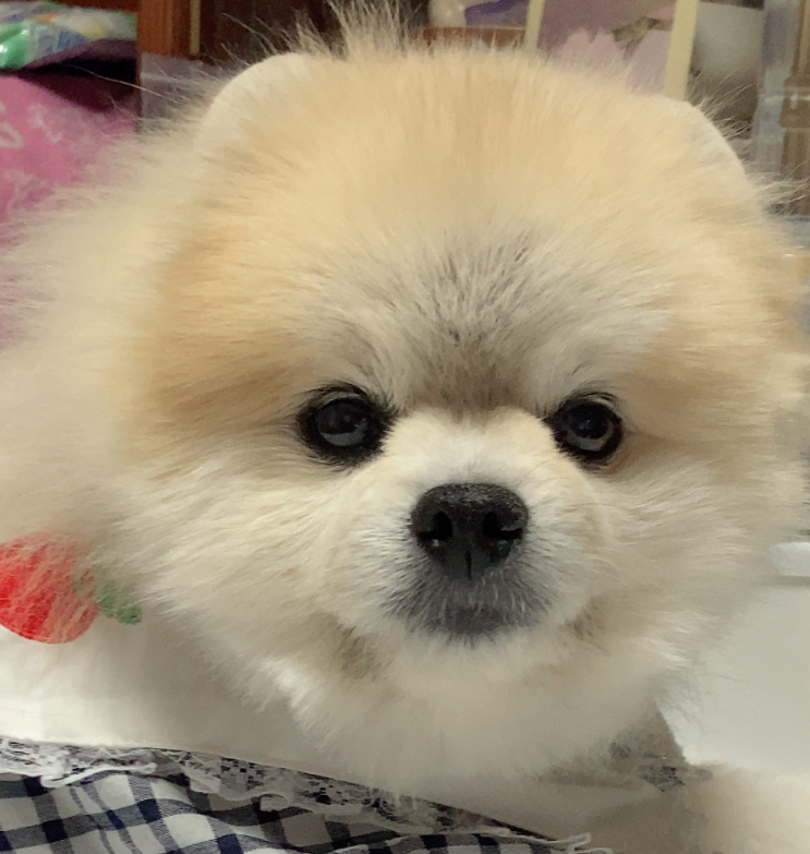 こころみたすペット思い出セレモニーにて葬儀したペットちゃん | コムギちゃん