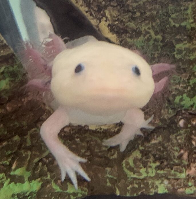 こころみたすペット思い出セレモニーにて葬儀したペットちゃん | たむたむちゃん