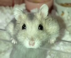 こころみたすペット思い出セレモニーにて葬儀したペットちゃん | ととろちゃん