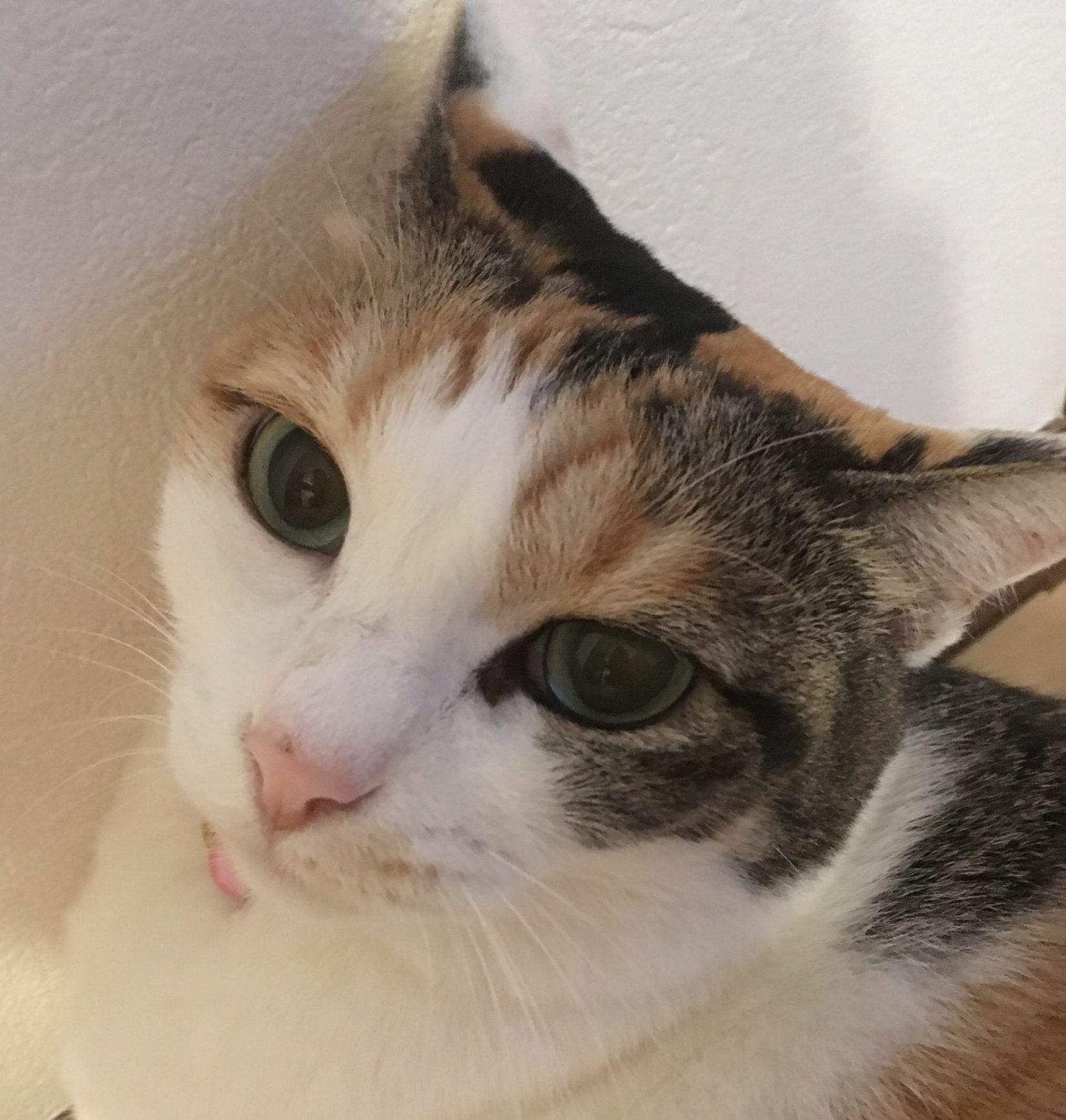 こころみたすペット思い出セレモニーにて葬儀したペットちゃん | みーちゃん