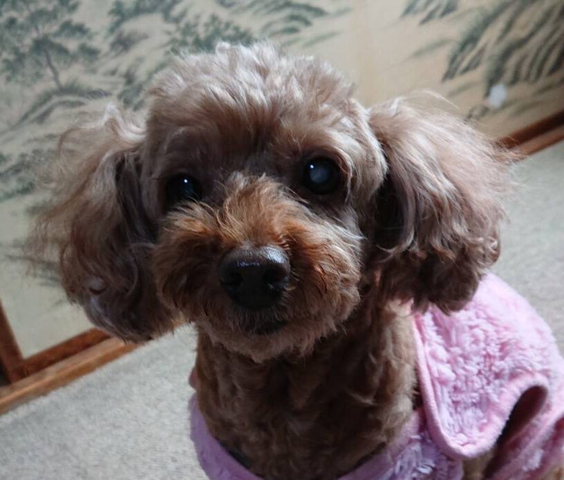 こころみたすペット思い出セレモニーにて葬儀したペットちゃん | チョコちゃん