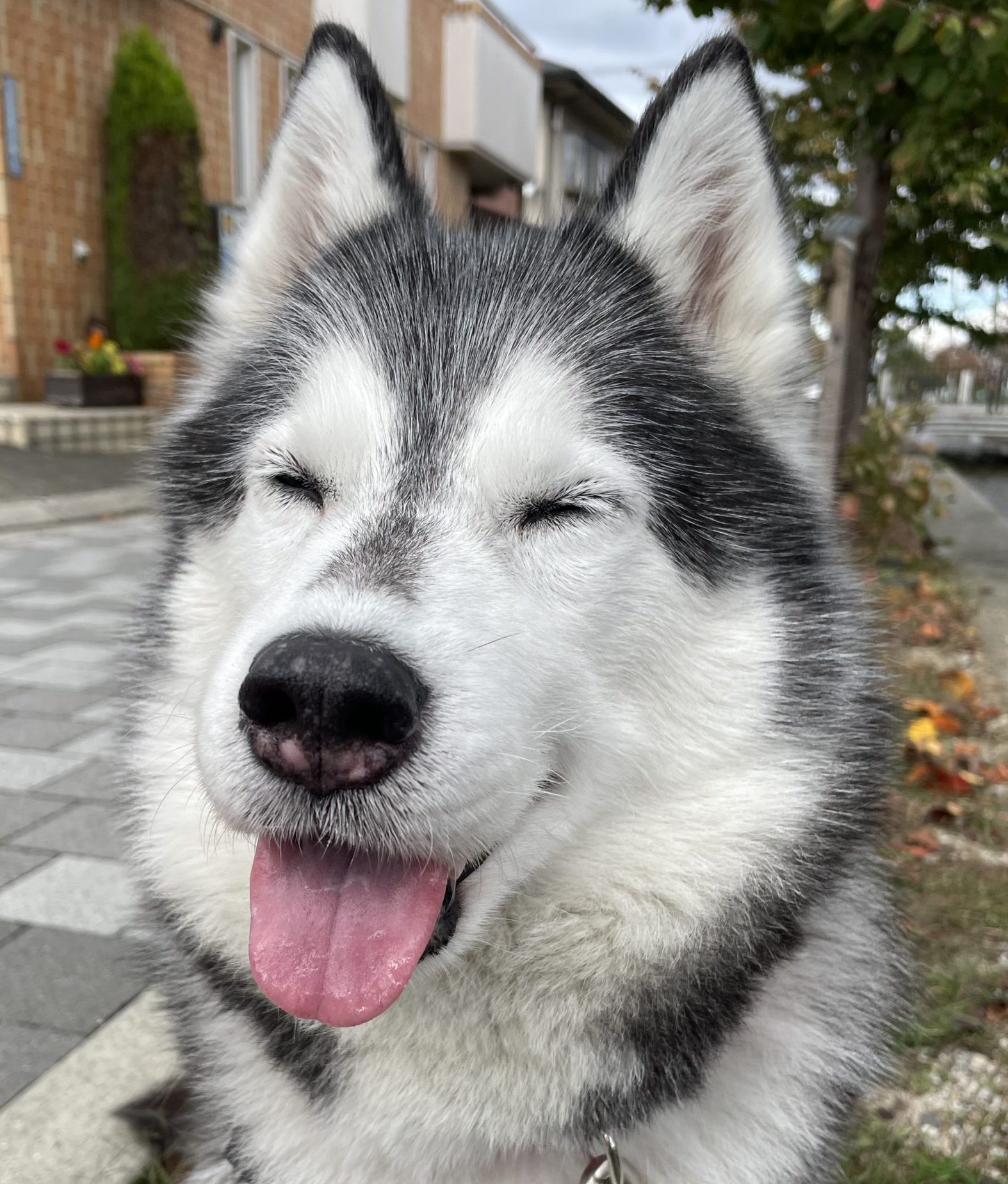 こころみたすペット思い出セレモニーにて葬儀したペットちゃん | シオンちゃん