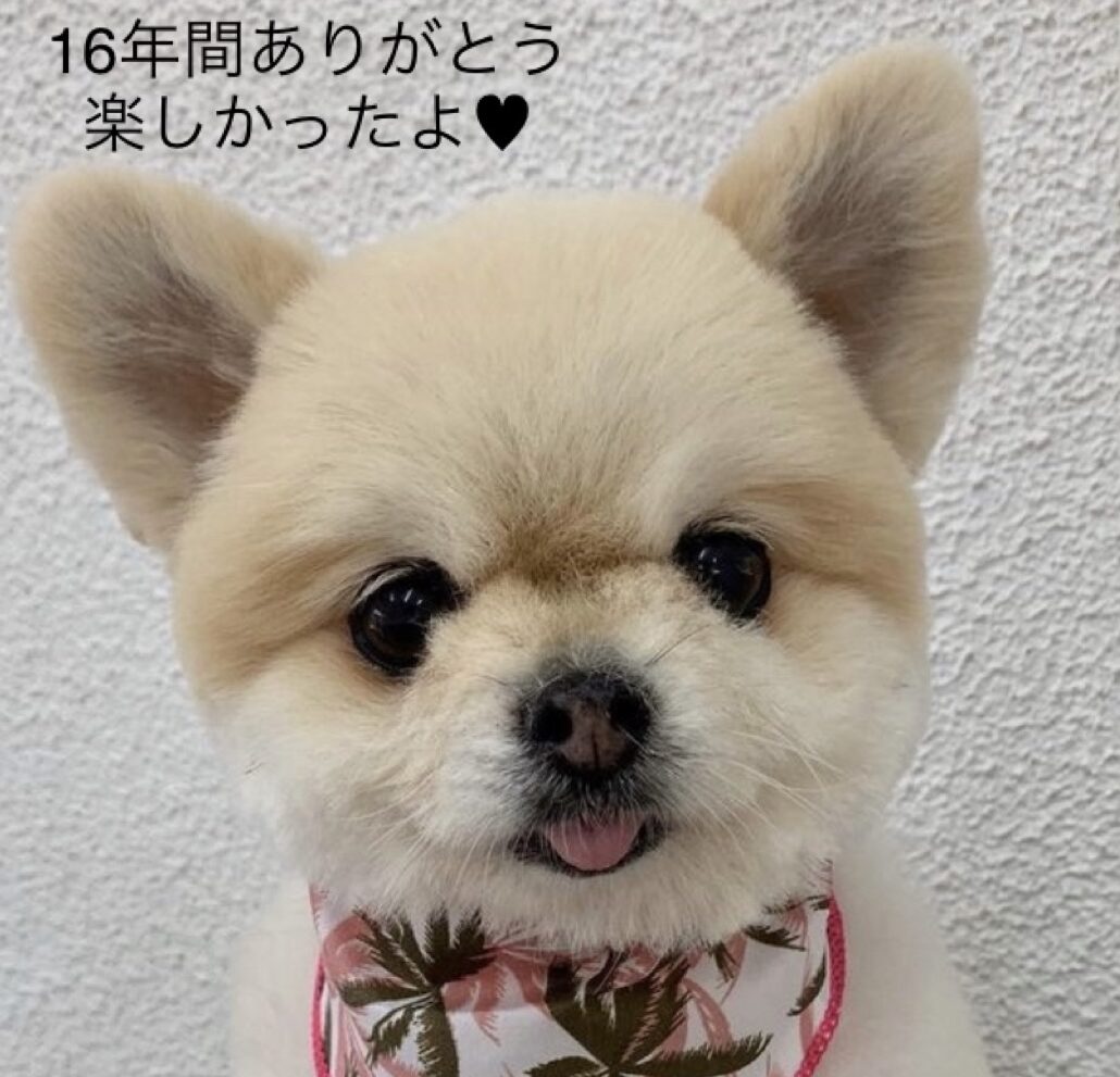 こころみたすペット思い出セレモニーにて葬儀したペットちゃん | モコちゃん