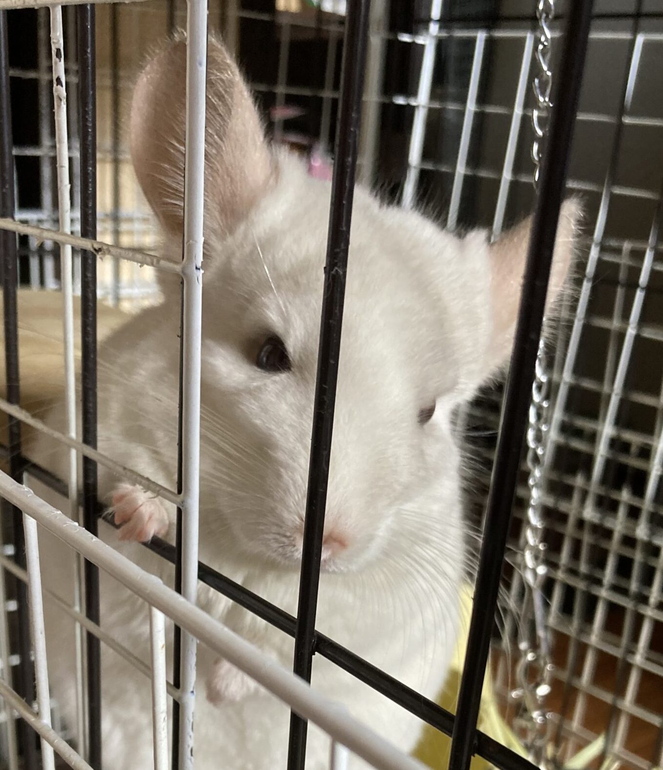 こころみたすペット思い出セレモニーにて葬儀したペットちゃん | 暦ちゃん