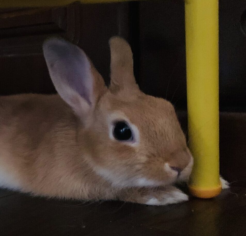 こころみたすペット思い出セレモニーにて葬儀したペットちゃん | チビちゃん
