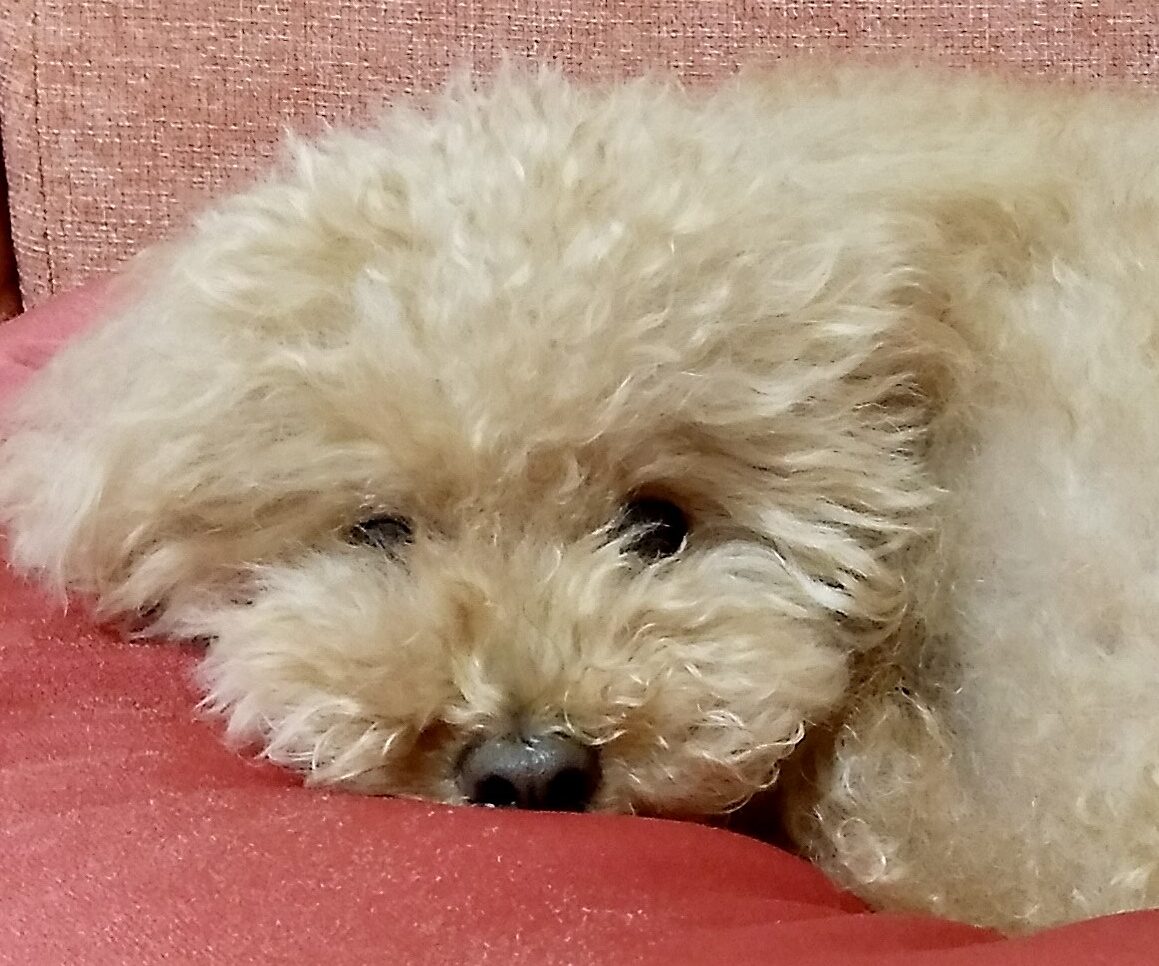 こころみたすペット思い出セレモニーにて葬儀したペットちゃん | ハナちゃん