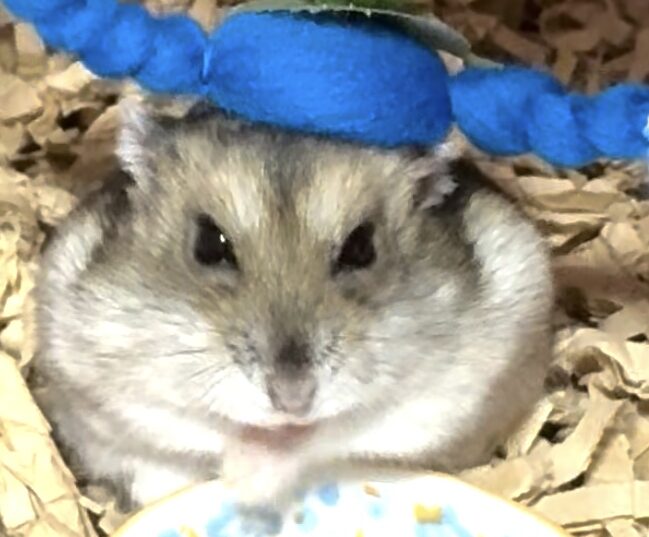 こころみたすペット思い出セレモニーにて葬儀したペットちゃん | はなちゃん