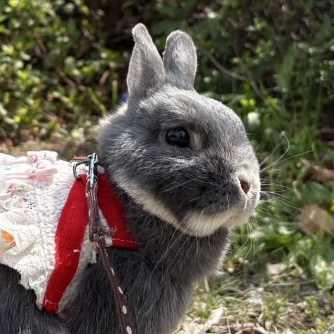 こころみたすペット思い出セレモニーにて葬儀したペットちゃん | いろみくん