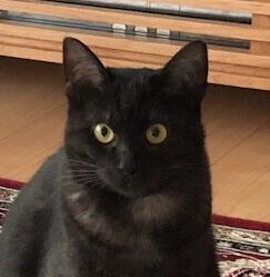 こころみたすペット思い出セレモニーにて葬儀したペットちゃん | にゃにゃちゃん