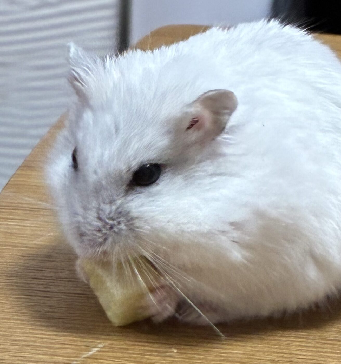 こころみたすペット思い出セレモニーにて葬儀したペットちゃん | おもちくん
