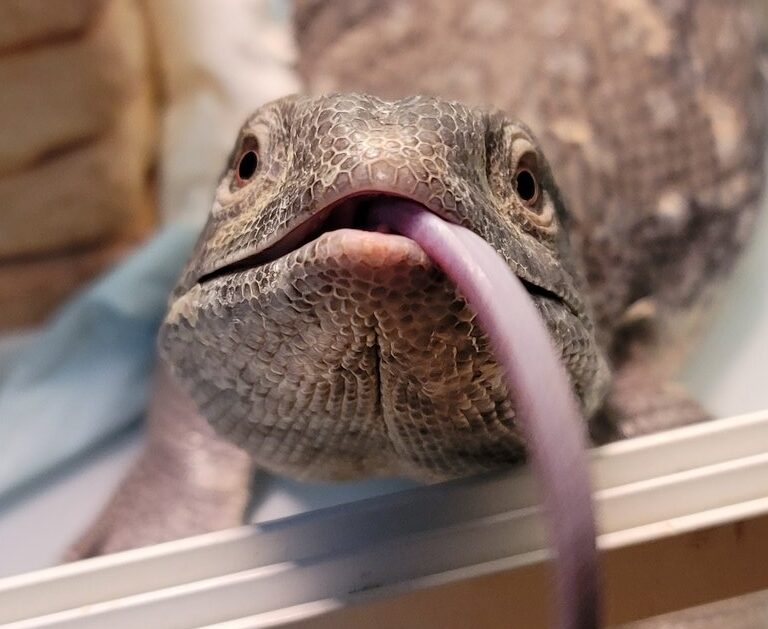 こころみたすペット思い出セレモニーにて葬儀したペットちゃん | しろちゃん