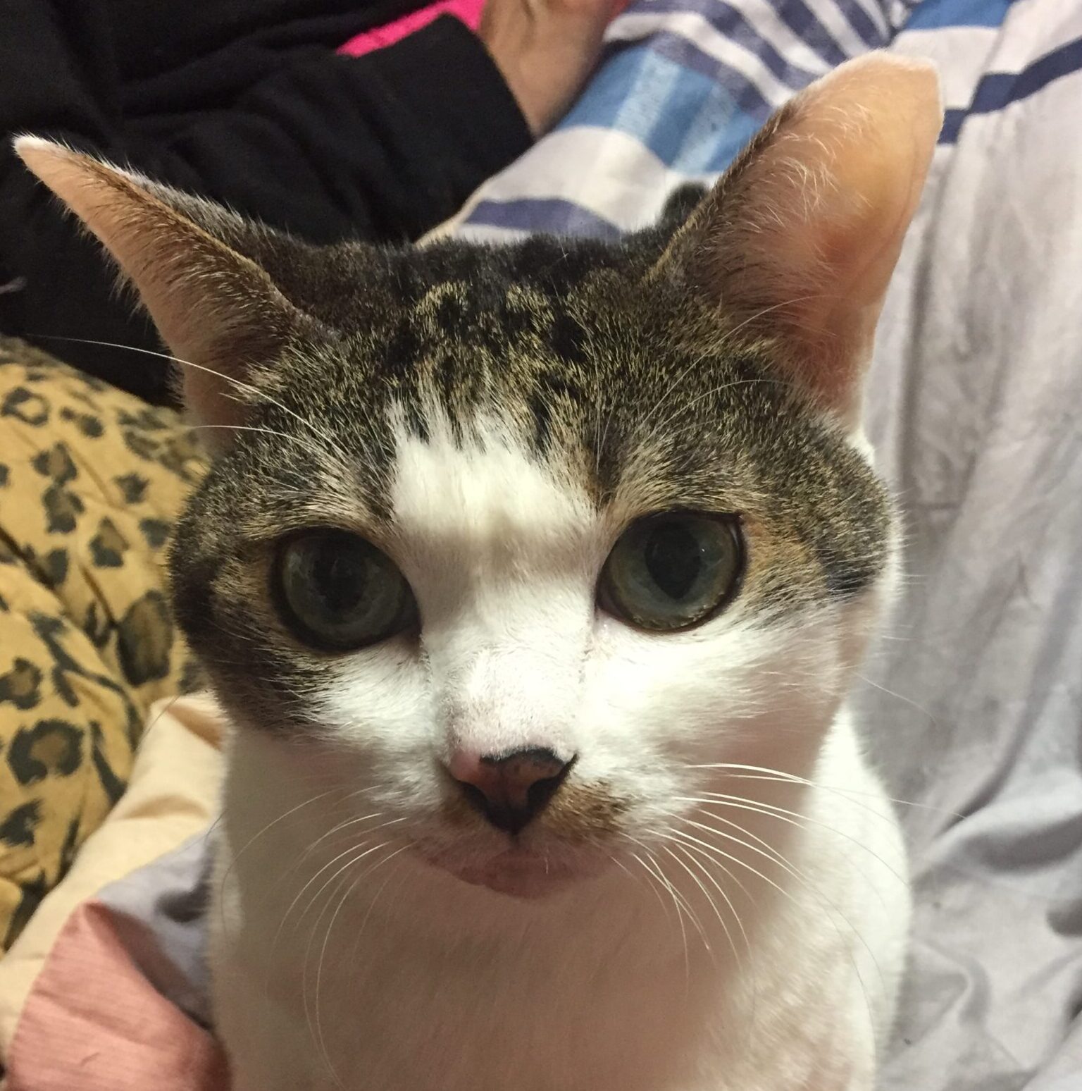 こころみたすペット思い出セレモニーにて葬儀したペットちゃん | ももちゃん
