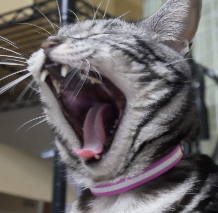 こころみたすペット思い出セレモニーにて葬儀したペットちゃん | モモちゃん