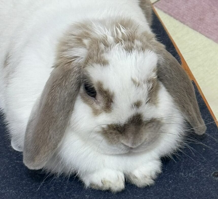 こころみたすペット思い出セレモニーにて葬儀したペットちゃん | らむちゃん