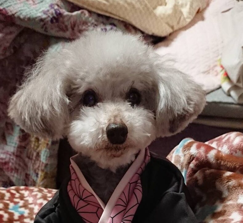 こころみたすペット思い出セレモニーにて葬儀したペットちゃん | チロルちゃん