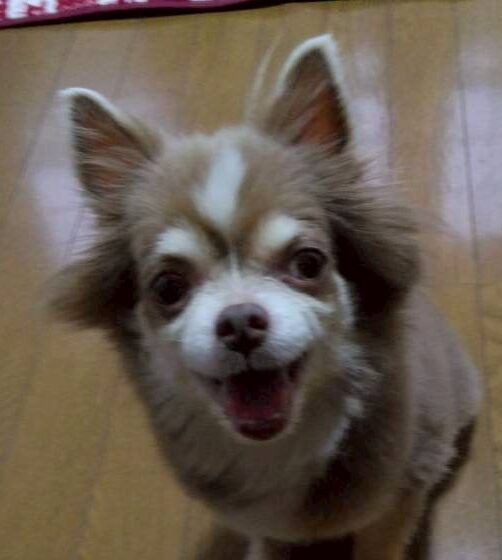 こころみたすペット思い出セレモニーにて葬儀したペットちゃん | ももちゃん