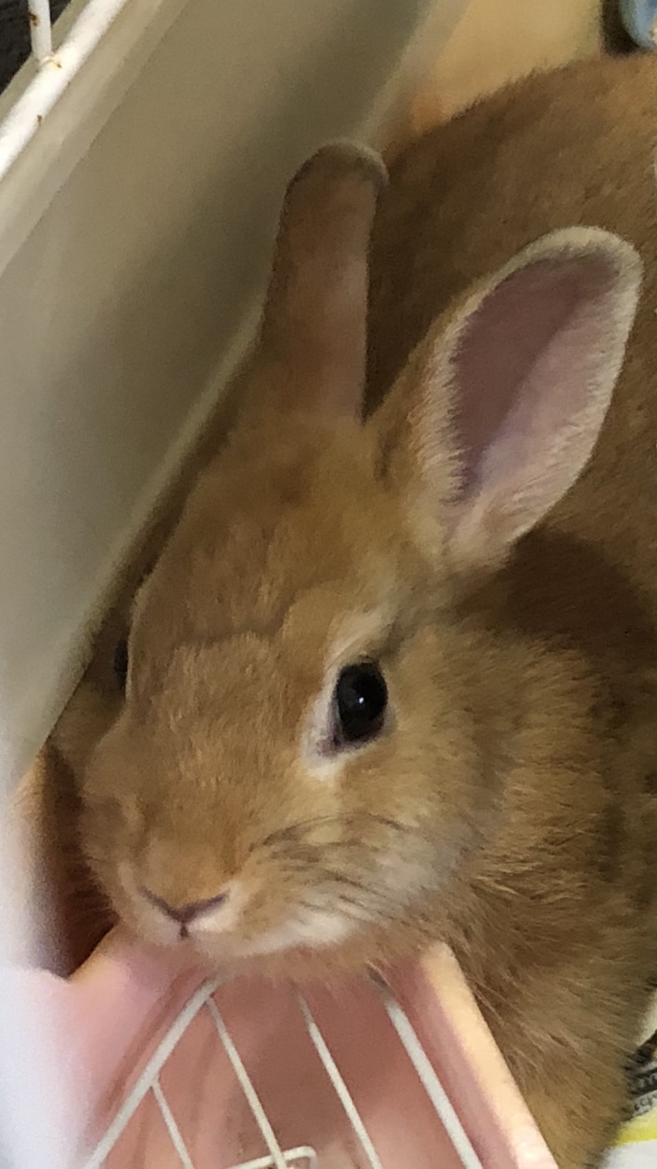 こころみたすペット思い出セレモニーにて葬儀したペットちゃん | メイちゃん