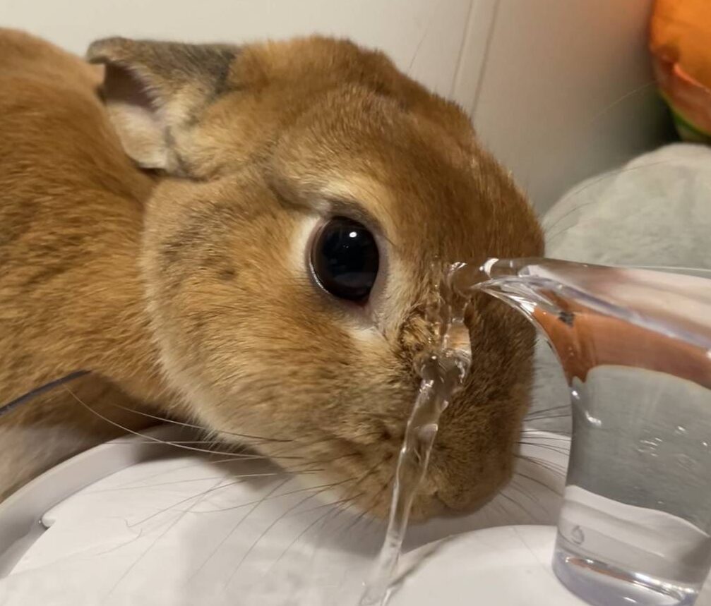 こころみたすペット思い出セレモニーにて葬儀したペットちゃん | ナポリちゃん