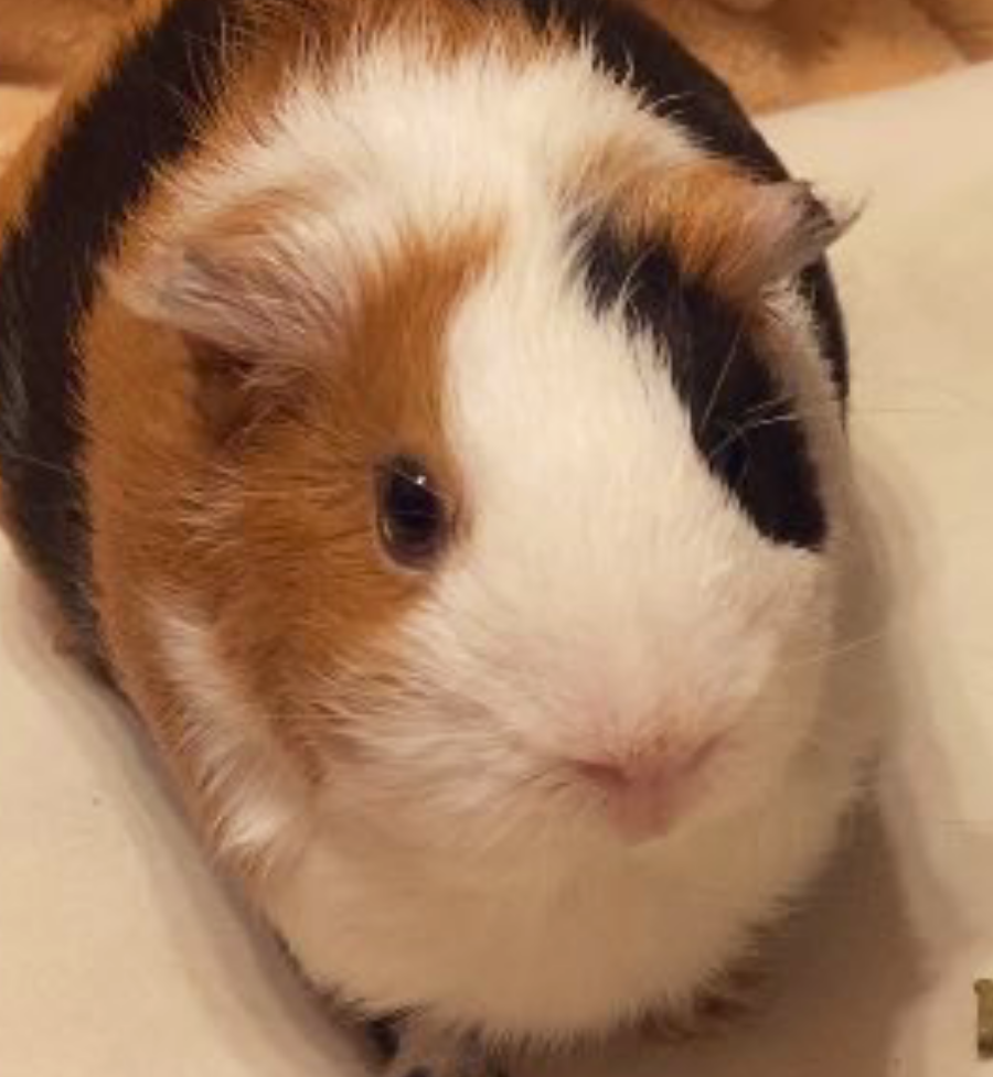 こころみたすペット思い出セレモニーにて葬儀したペットちゃん | エナちゃん