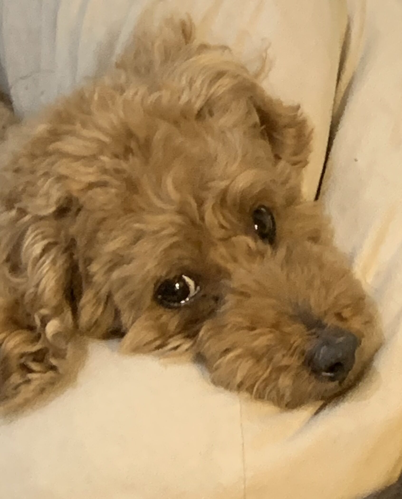 こころみたすペット思い出セレモニーにて葬儀したペットちゃん | オハギくん