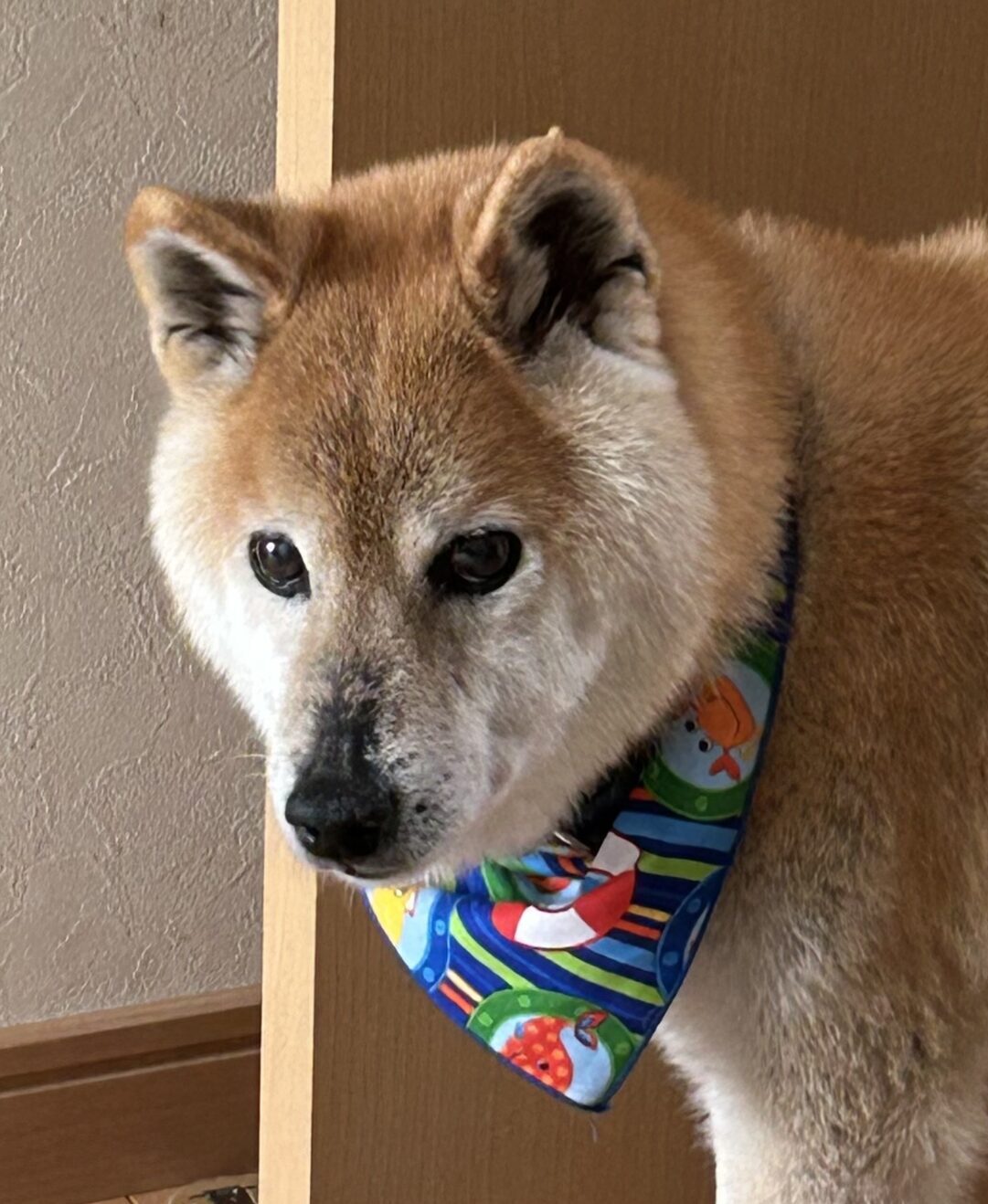 こころみたすペット思い出セレモニーにて葬儀したペットちゃん | むさしくん
