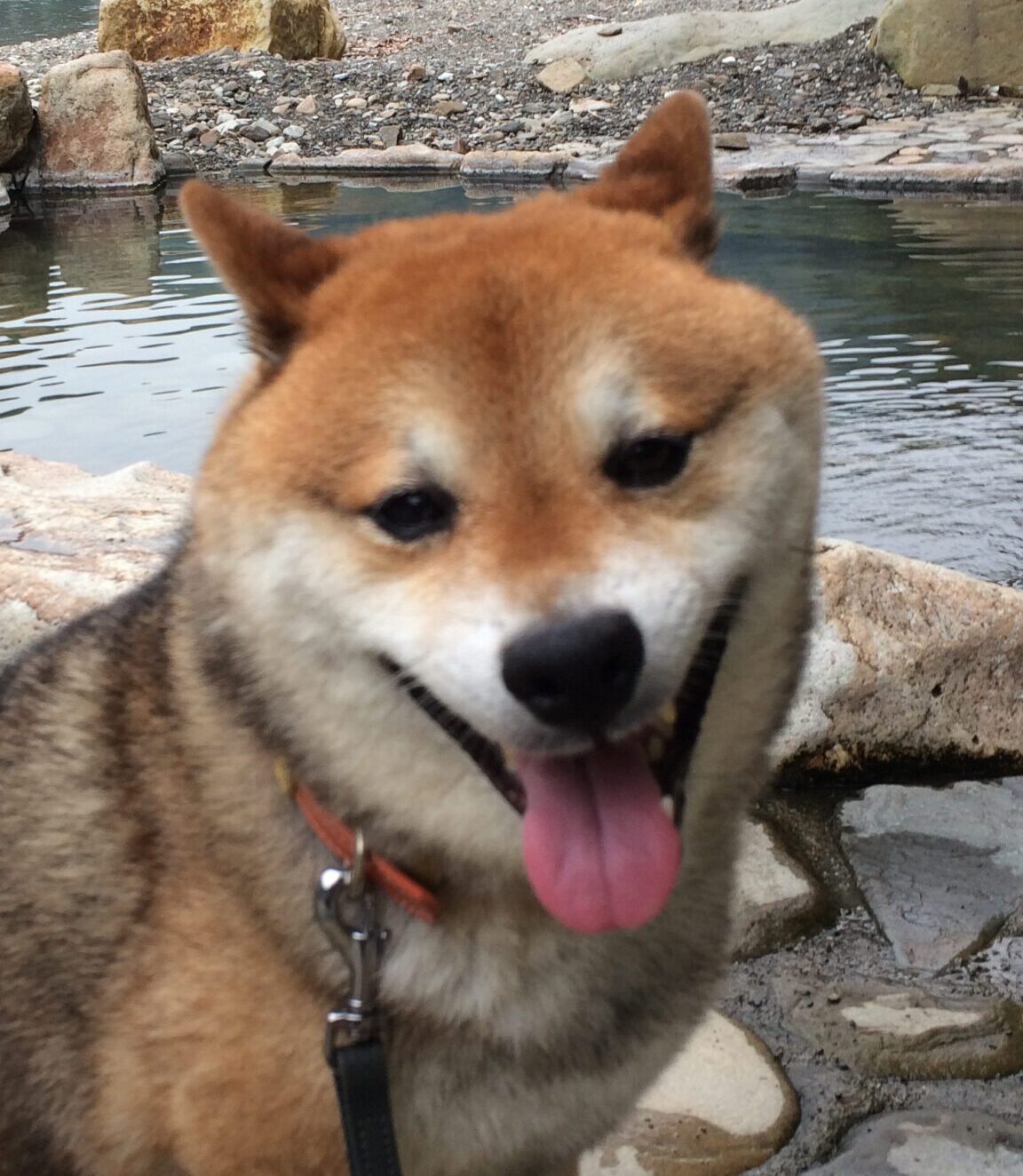 こころみたすペット思い出セレモニーにて葬儀したペットちゃん | てるくん