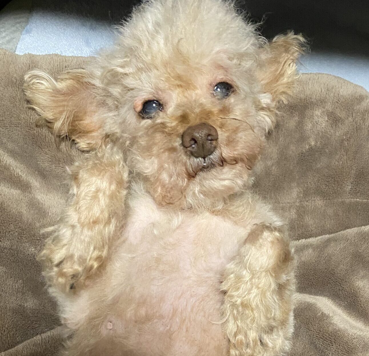 こころみたすペット思い出セレモニーにて葬儀したペットちゃん | あずきちゃん