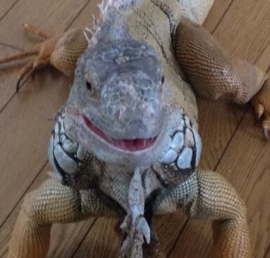こころみたすペット思い出セレモニーにて葬儀したペットちゃん | しゅうちゃん