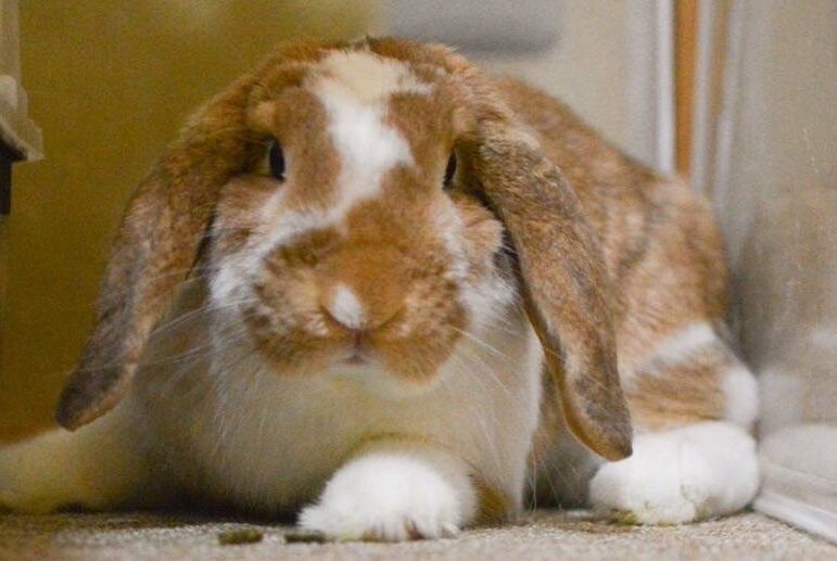 こころみたすペット思い出セレモニーにて葬儀したペットちゃん | ちもちゃん