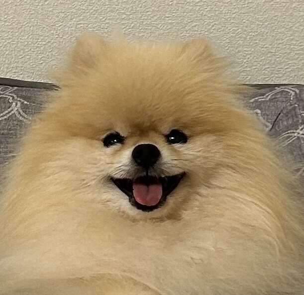 こころみたすペット思い出セレモニーにて葬儀したペットちゃん | くうちゃん