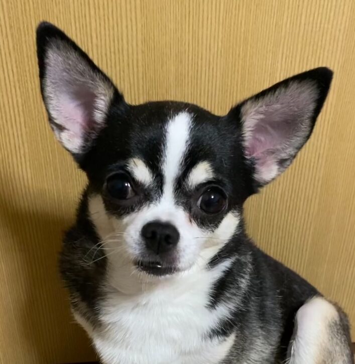こころみたすペット思い出セレモニーにて葬儀したペットちゃん | チョコビちゃん