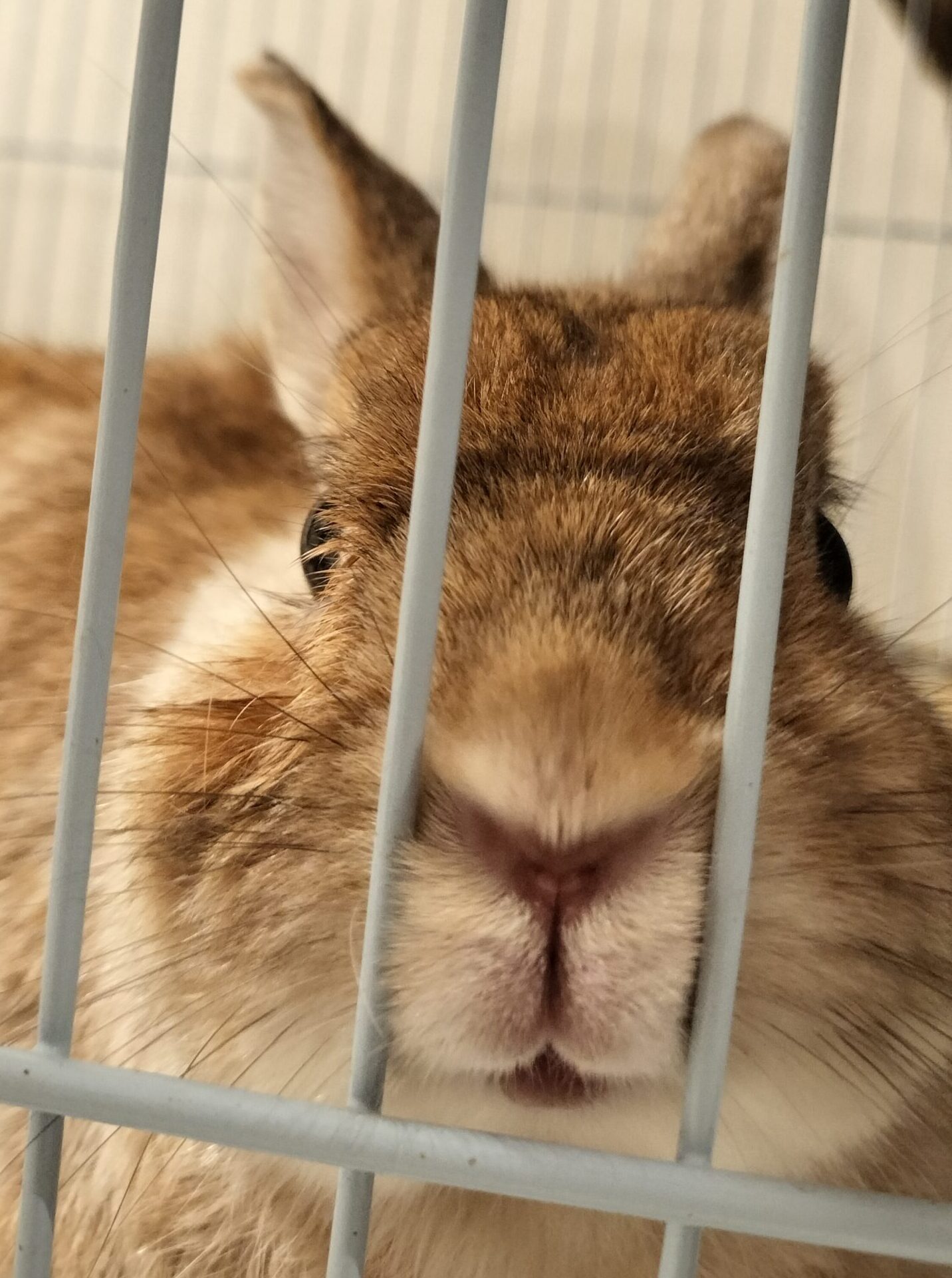 こころみたすペット思い出セレモニーにて葬儀したペットちゃん | まるちゃん